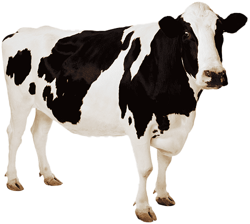 common:eid_cow_current_progress