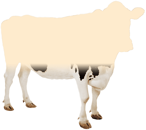 eid_cow_current_progress