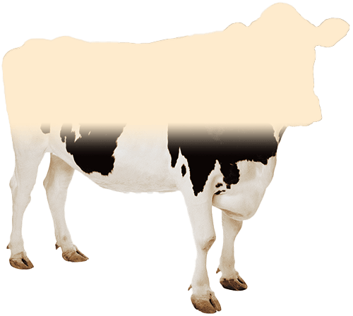 eid_cow_current_progress